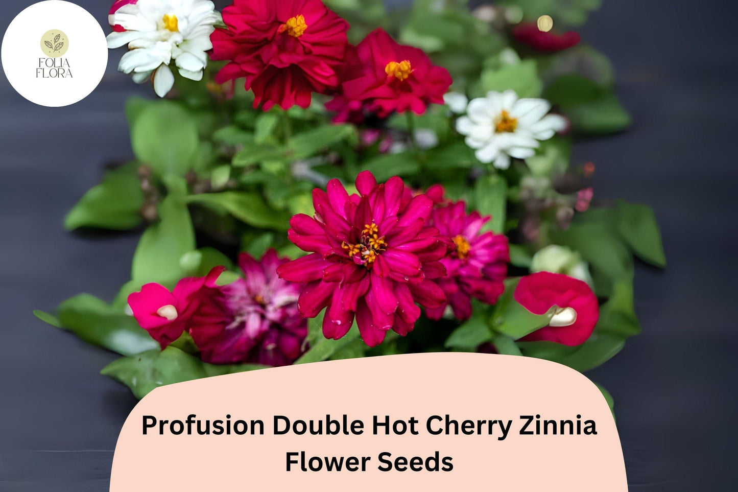 Profusion Double Hot Cherry Zinnia Seeds: Compact Cherry-Pink Blooms