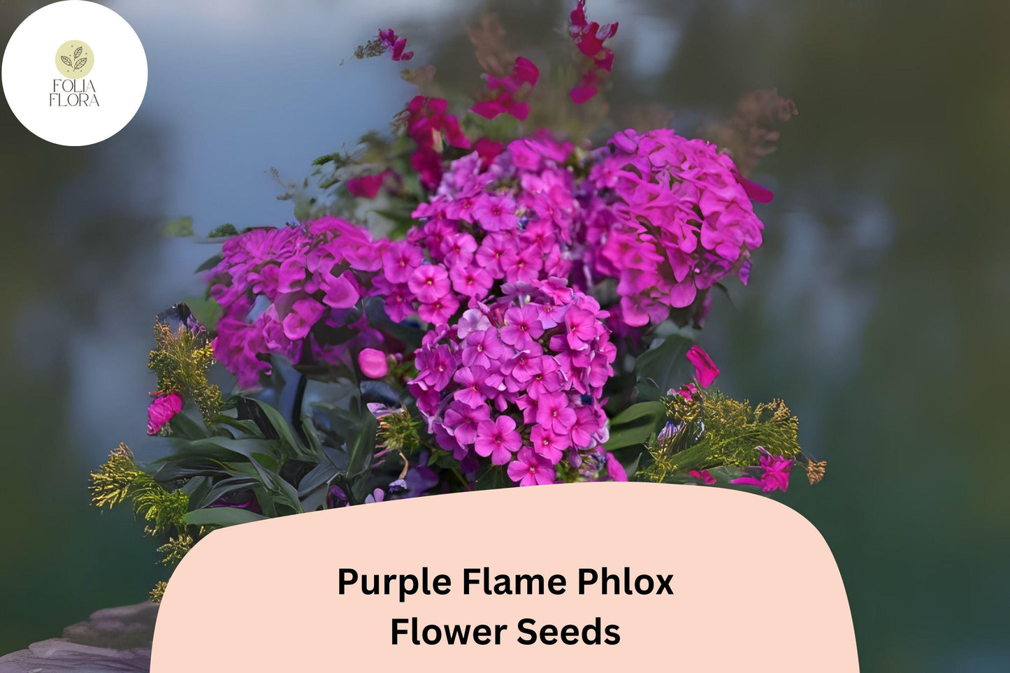100+ Purple Flame Phlox Seeds – Compact Perennial Garden Flowers, Phlox paniculata