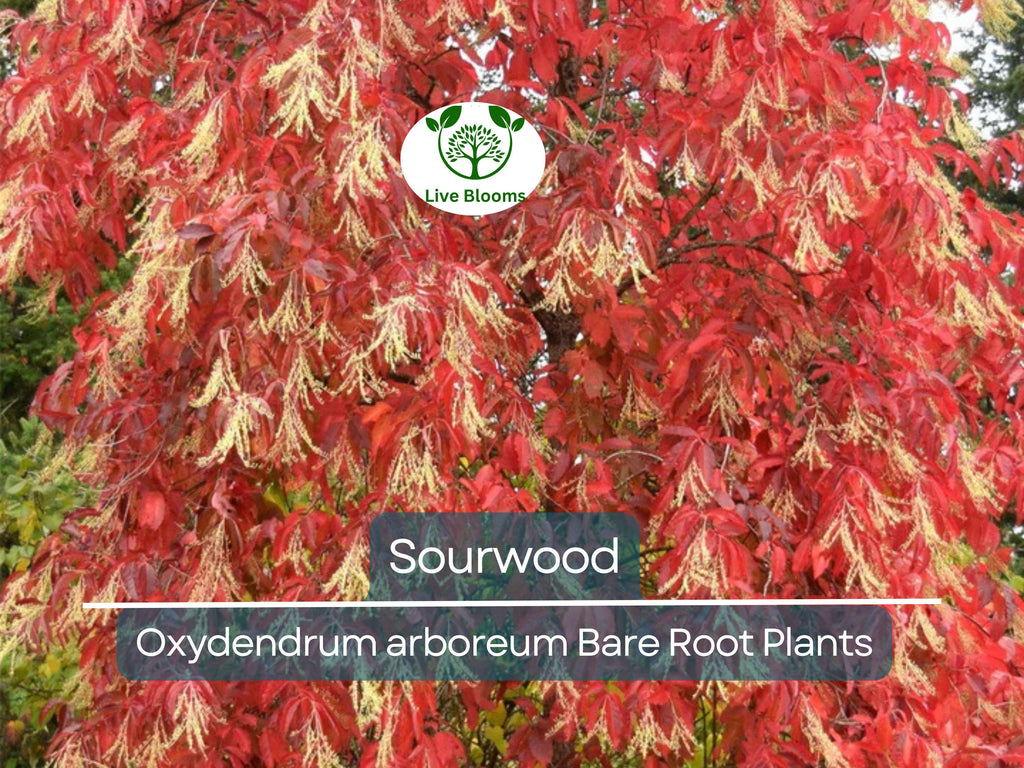 2 Sourwood Trees – Bare Root 1–2 Ft Tall – Oxydendrum Arboreum Saplings for Planting – Fall Color & Summer Blooms