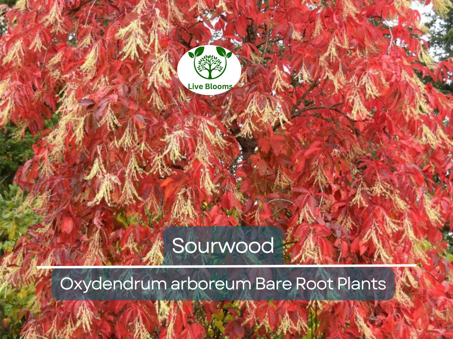 2 Sourwood Trees – Bare Root 1–2 Ft Tall – Oxydendrum Arboreum Saplings for Planting – Fall Color & Summer Blooms