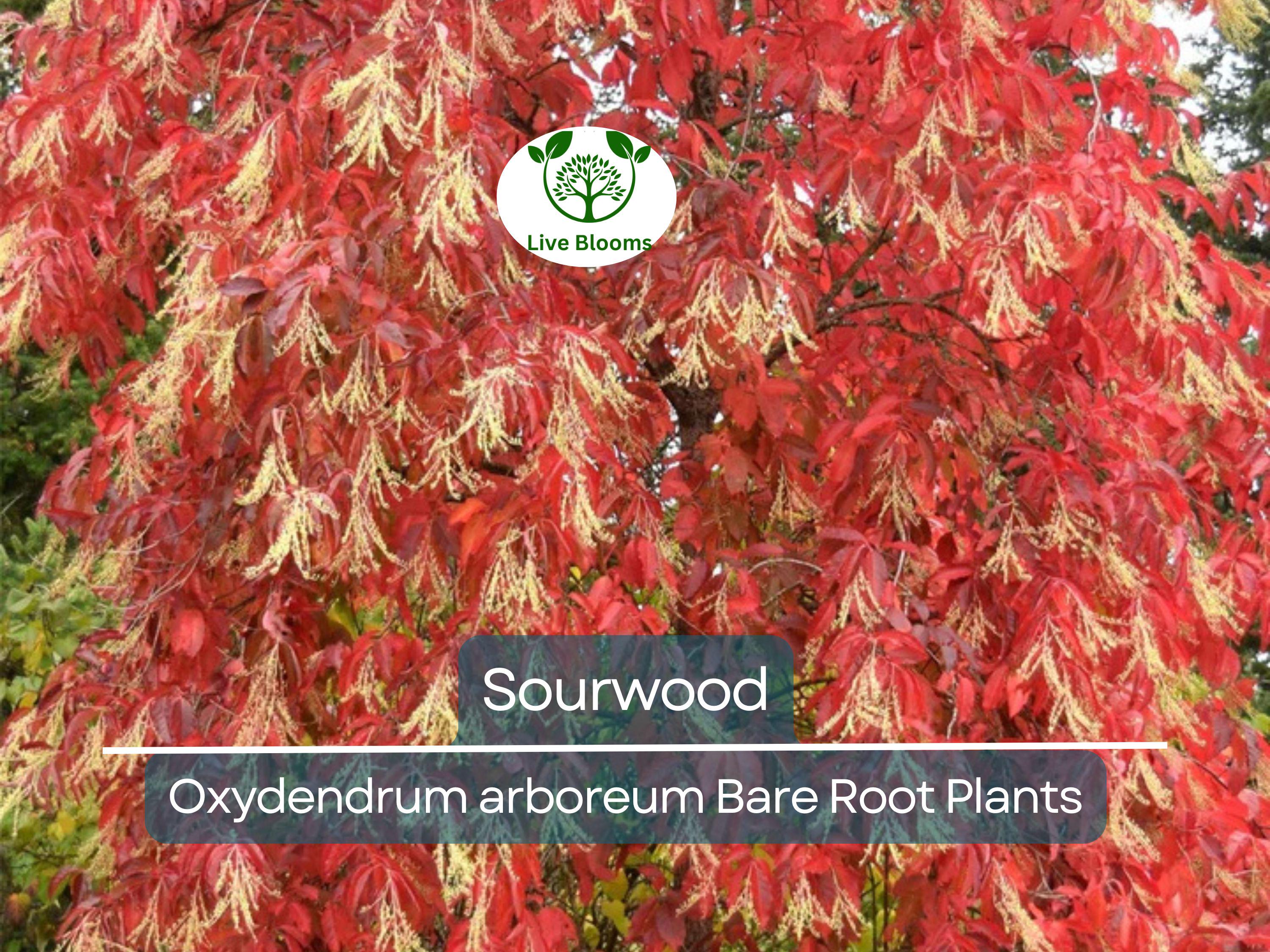 2 Sourwood Trees – Bare Root 1–2 Ft Tall – Oxydendrum Arboreum Saplings for Planting – Fall Color & Summer Blooms