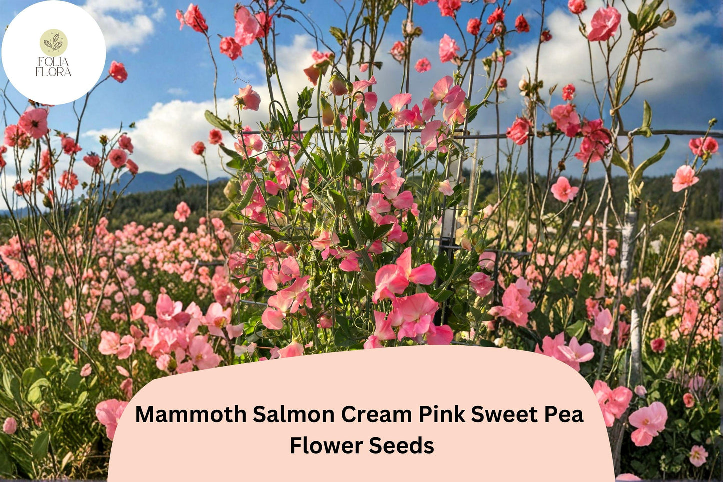 Mammoth Salmon Cream Pink Sweet Pea Seeds | Lathyrus odoratus Tall Climbing Vine (50+ Seeds)