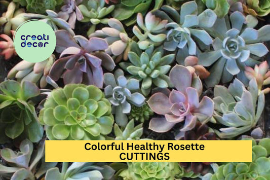10 Rosette Succulent Cuttings – Colorful, Healthy Mix + Free Bonus Cuttings – Perfect for Pots, Gifts & DIY Projects – Free Ship – USA