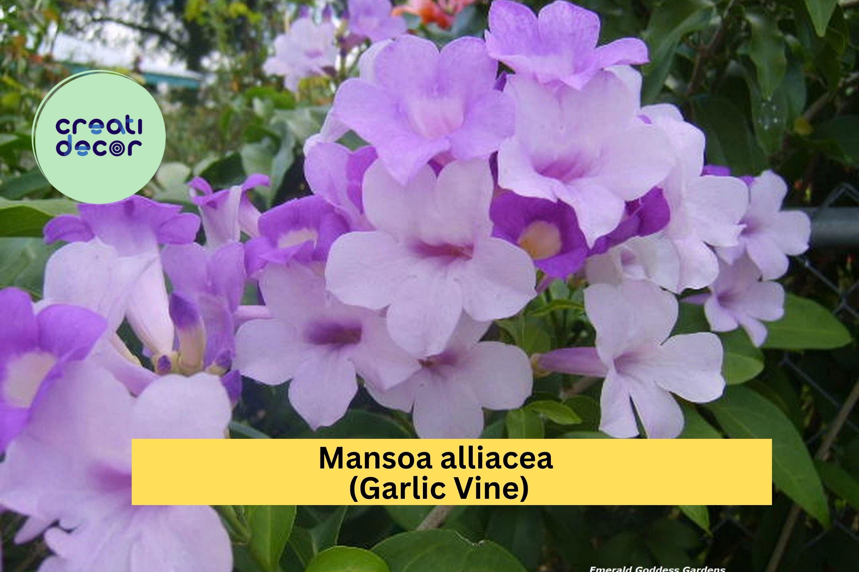 Garlic Vine Plant – Mansoa alliacea – Semi-Tropical Flowering Vine with Showy Purple Trumpet Blooms in Spring and Fall