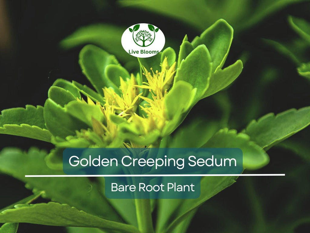 15 Ground Cover Golden Creeping Sedum, Yellow Perennial, Sedum acre, Drought Tolerant, Low Maintenance, Bare Root Plants for Garden