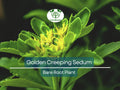 15 Ground Cover Golden Creeping Sedum, Yellow Perennial, Sedum acre, Drought Tolerant, Low Maintenance, Bare Root Plants for Garden
