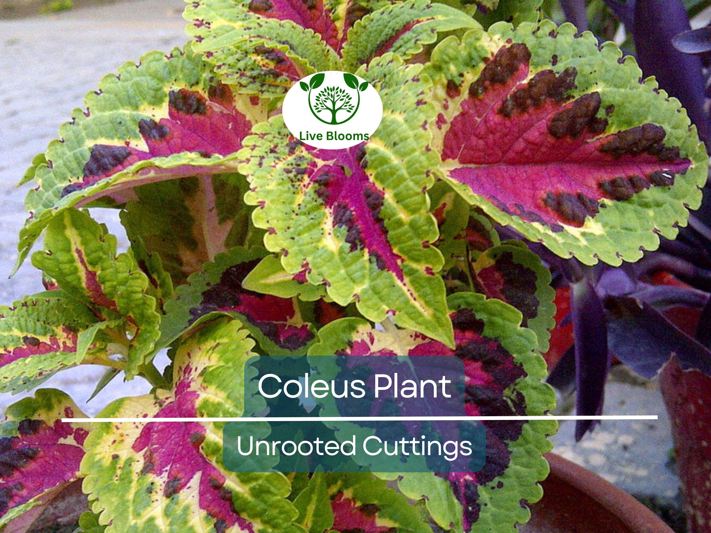 10 Coleus Unrooted Cuttings 2-6" Mixed Colors & Patterns - Easy to Root, Tropical Shade Plant, for Gardens and Containers, Vibrant Foliage