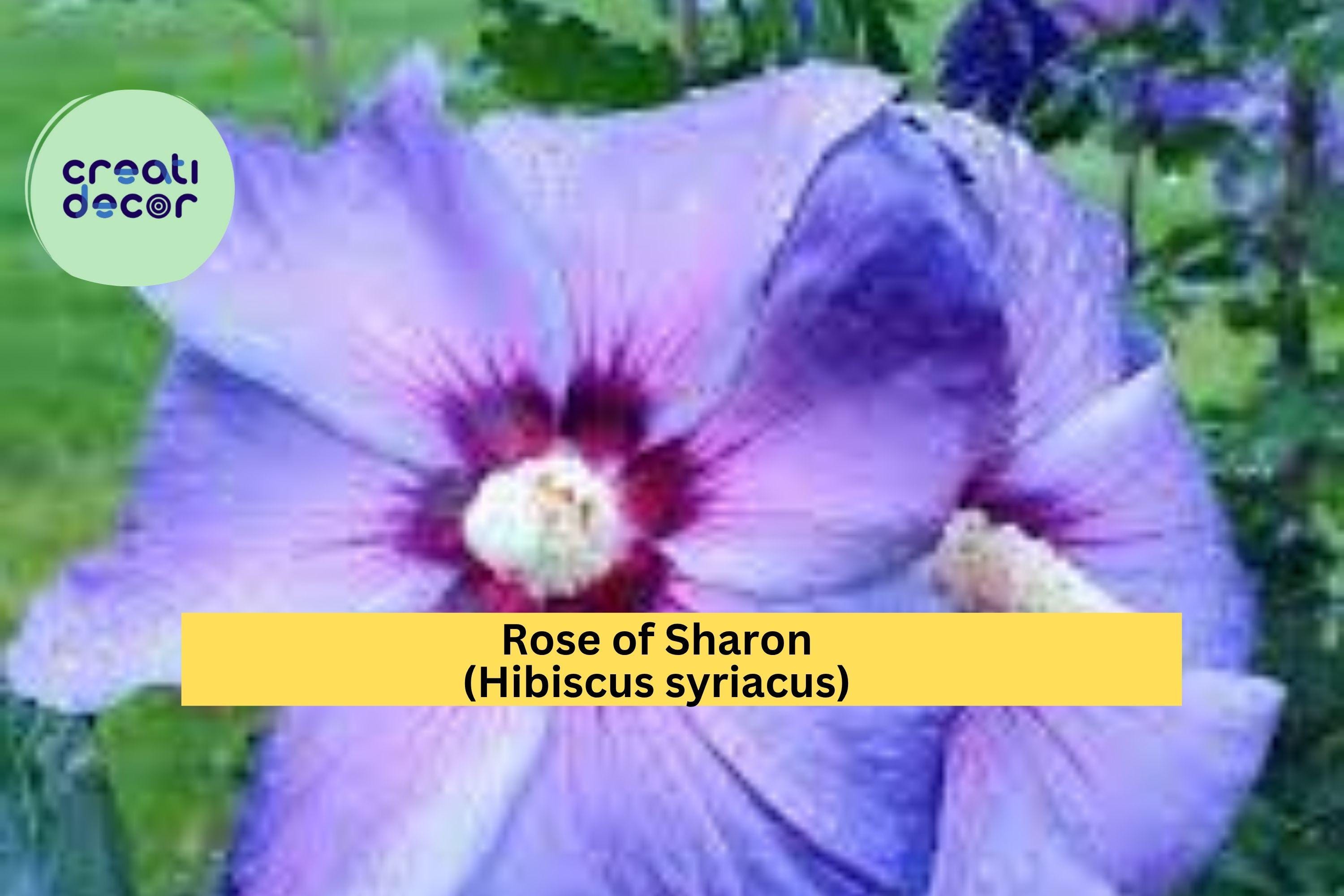 Rose of Sharon (Hibiscus syriacus) – 5 Bare Root Starter Plants, Hardy Flowering Shrubs, Summer Bloomers for Garden Landscape, Zones 5–9