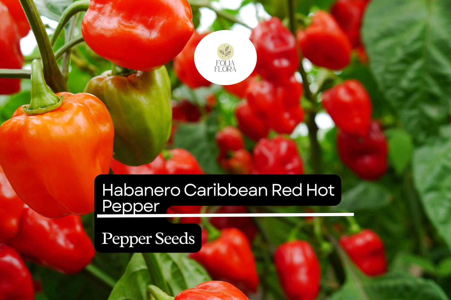 25 Caribbean Red Habanero Pepper Seeds – Capsicum chinense – Extra Hot & Fruity, High-Yielding