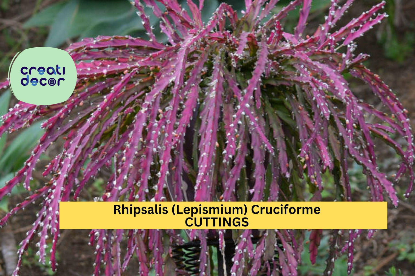 3 Rhipsalis Cruciforme Super Red Cuttings | Lepismium Jungle Cactus | Epiphytic Rare Houseplant | Unrooted Exotic Starter