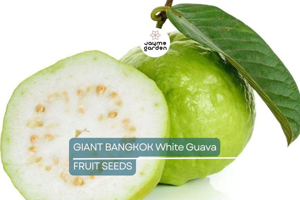 20 Giant Bangkok White Guava Seeds – Organic Non-GMO Sweet Fruit Tree, Psidium Guajava, Tropical Indoor/Outdoor Plant