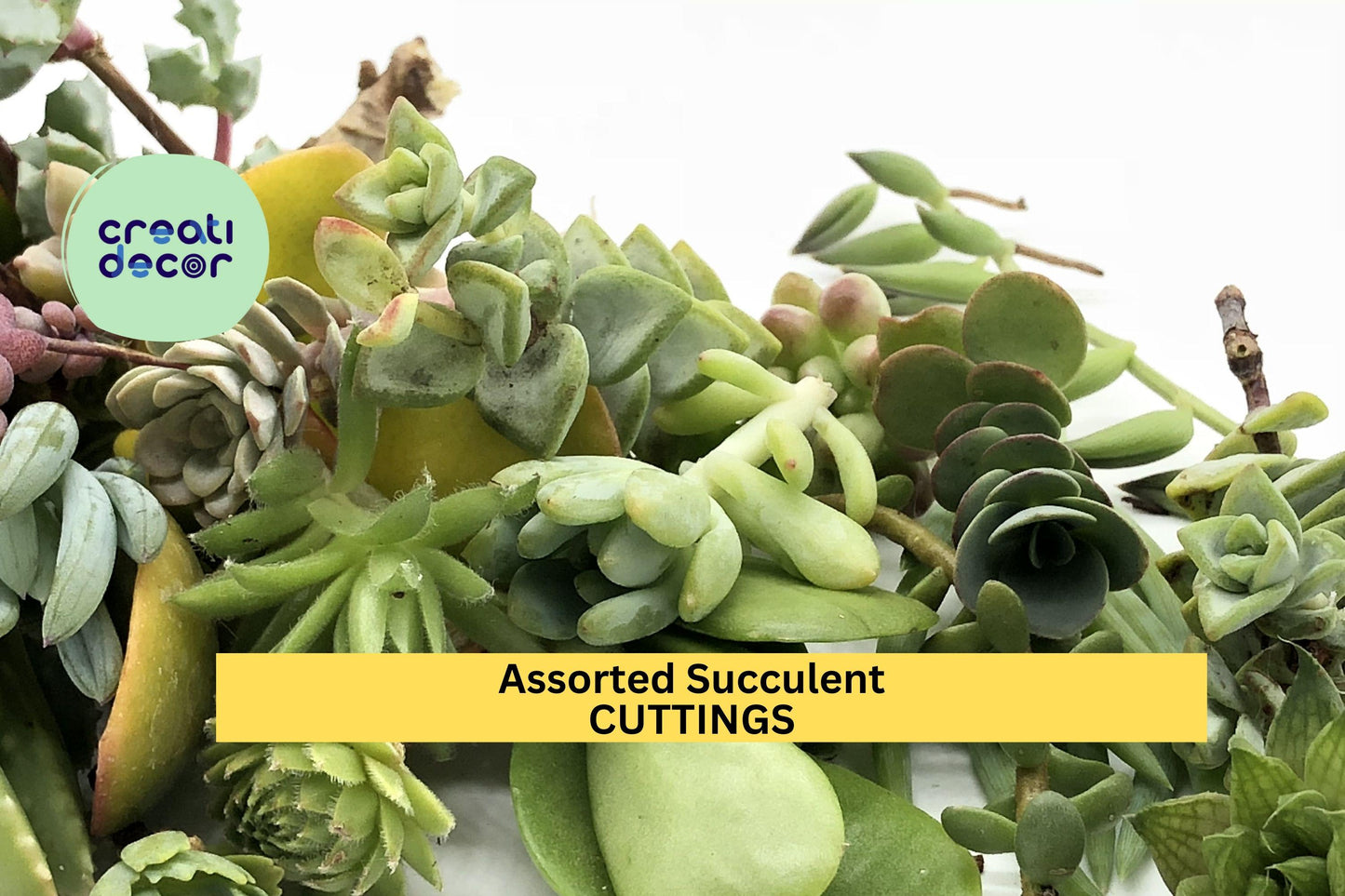 20 Assorted Succulent Cuttings | 18 Varieties Starter Set | Mix of Echeveria, Sedum, Jade, Crassula | DIY Gardens, Gifts, Decor