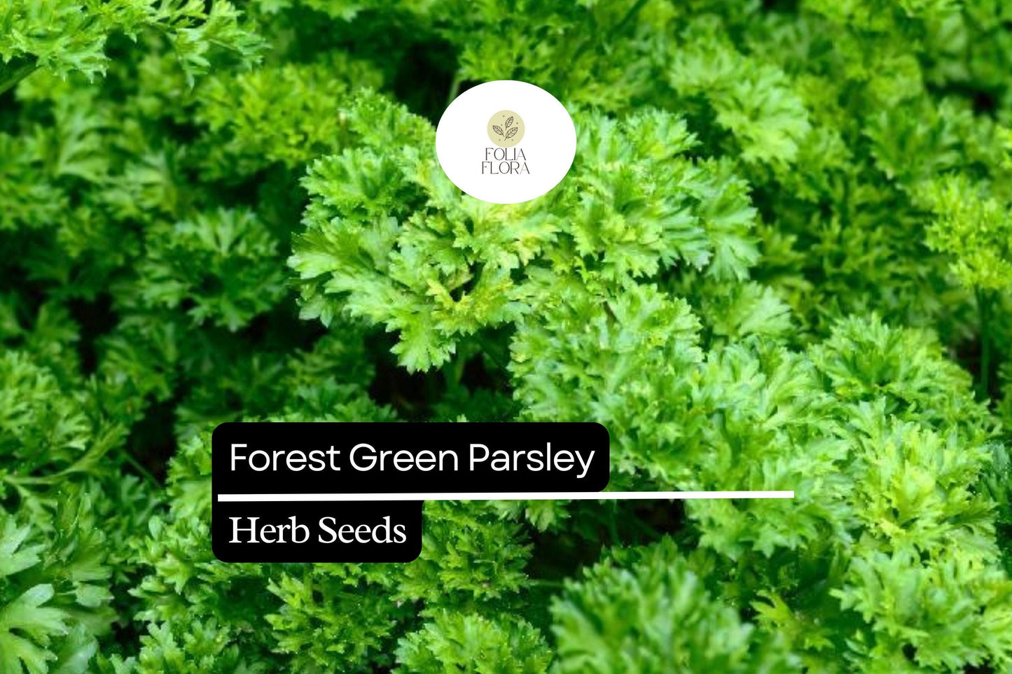 1200 Seeds Forest Green Parsley (Petroselinum crispum) – Aromatic Herb for Culinary and Garden Use