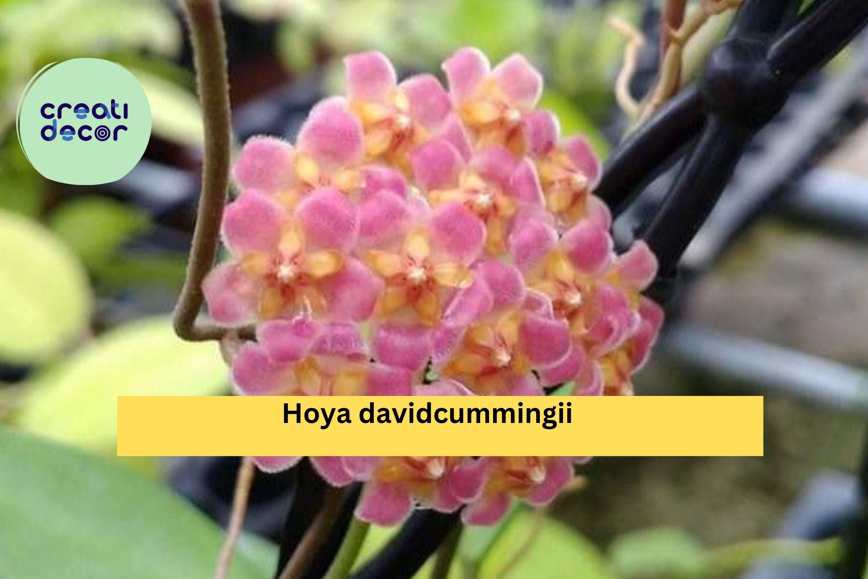 Hoya davidcummingii – Live Wax Plant, Fully Rooted & Healthy in 3.5" Pot, Rare Tropical Vine with Pink Clusters, Easy Indoor Houseplant