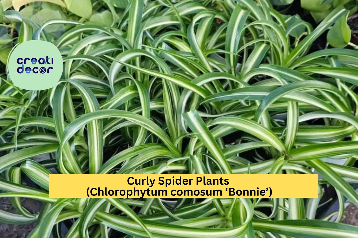 Green Curly Spider Plants 2 inch Pot – Chlorophytum comosum ‘Bonnie’ – Starter Houseplants, Easy Indoor Air Purifier