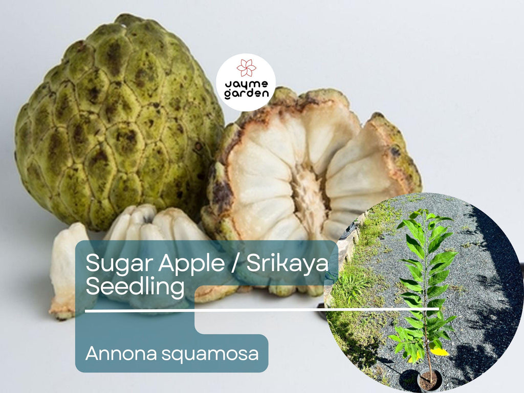 Sugar Apple Starter Plant Seedling (Annona squamosa) - Live Fruit Tree 2-3’ Tall - Srikaya Sweet Tropical Custard Apple for Garden