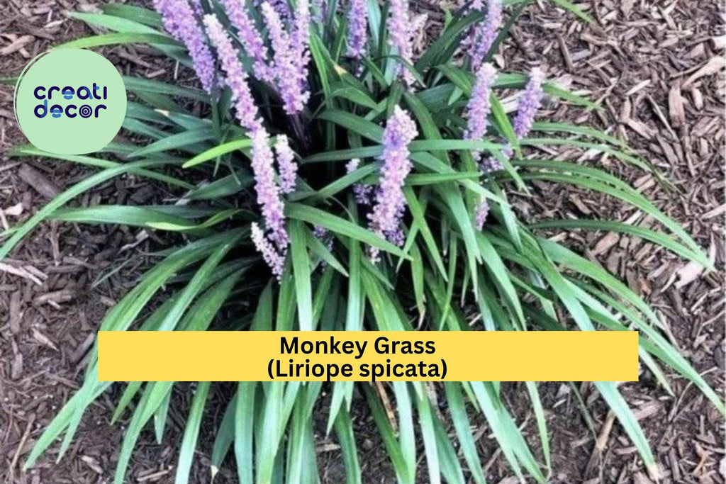 Monkey Grass ‘Big Blue’ – 50 Bare Root Liriope Spicata Plants, Hardy Clumping Ground Cover, Evergreen Border Grass for Sun or Shade