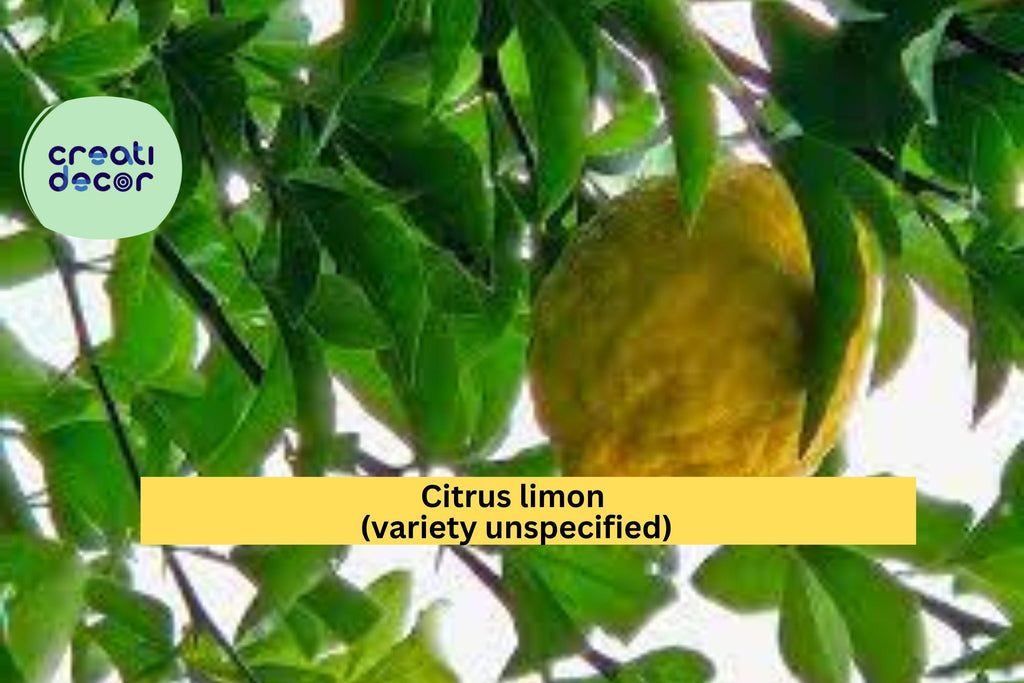 Rare Hardy Lemon Tree – Live 6” Citrus Plant, Large Baseball-Size Fruit Variety, Cold-Tolerant Lemon Starter for Home Gardens