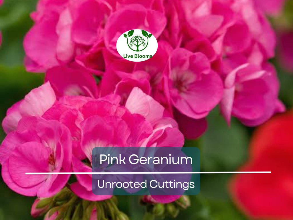 12 Hardy Fragrant Pink Flower Geranium Unrooted Cuttings - Ideal for Propagation, Container Plants, Garden Borders, and Pollinator-Friendly