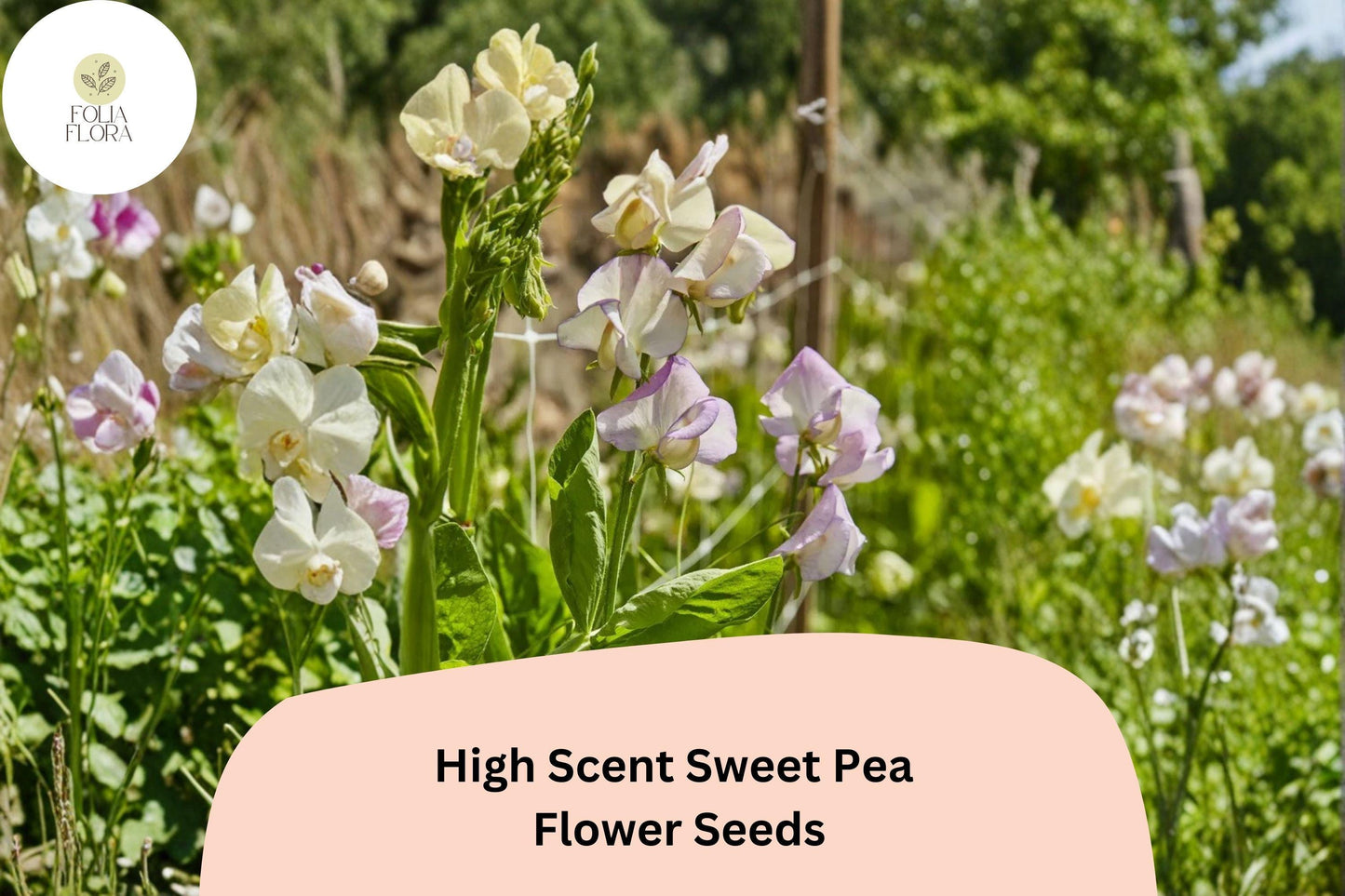 50+ High Scent Sweet Pea Seeds | Pale Lavender Climbing Flowers for Trellis & Garden
