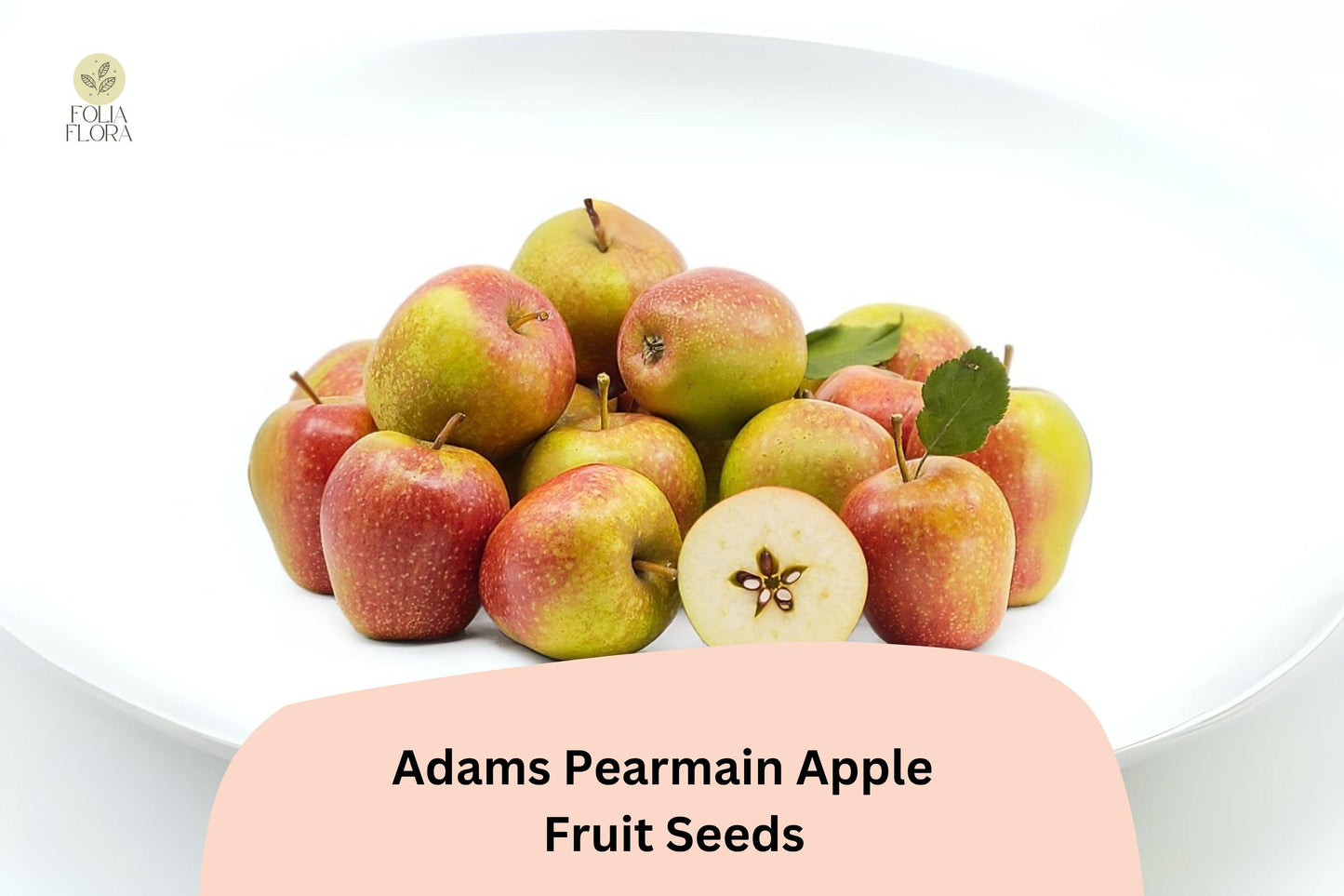 25+ Adams’s Pearmain Apple Seeds | Heirloom Variety | Crisp & Sweet Fruit | Garden Planting | Organic Home Orchard Favorite