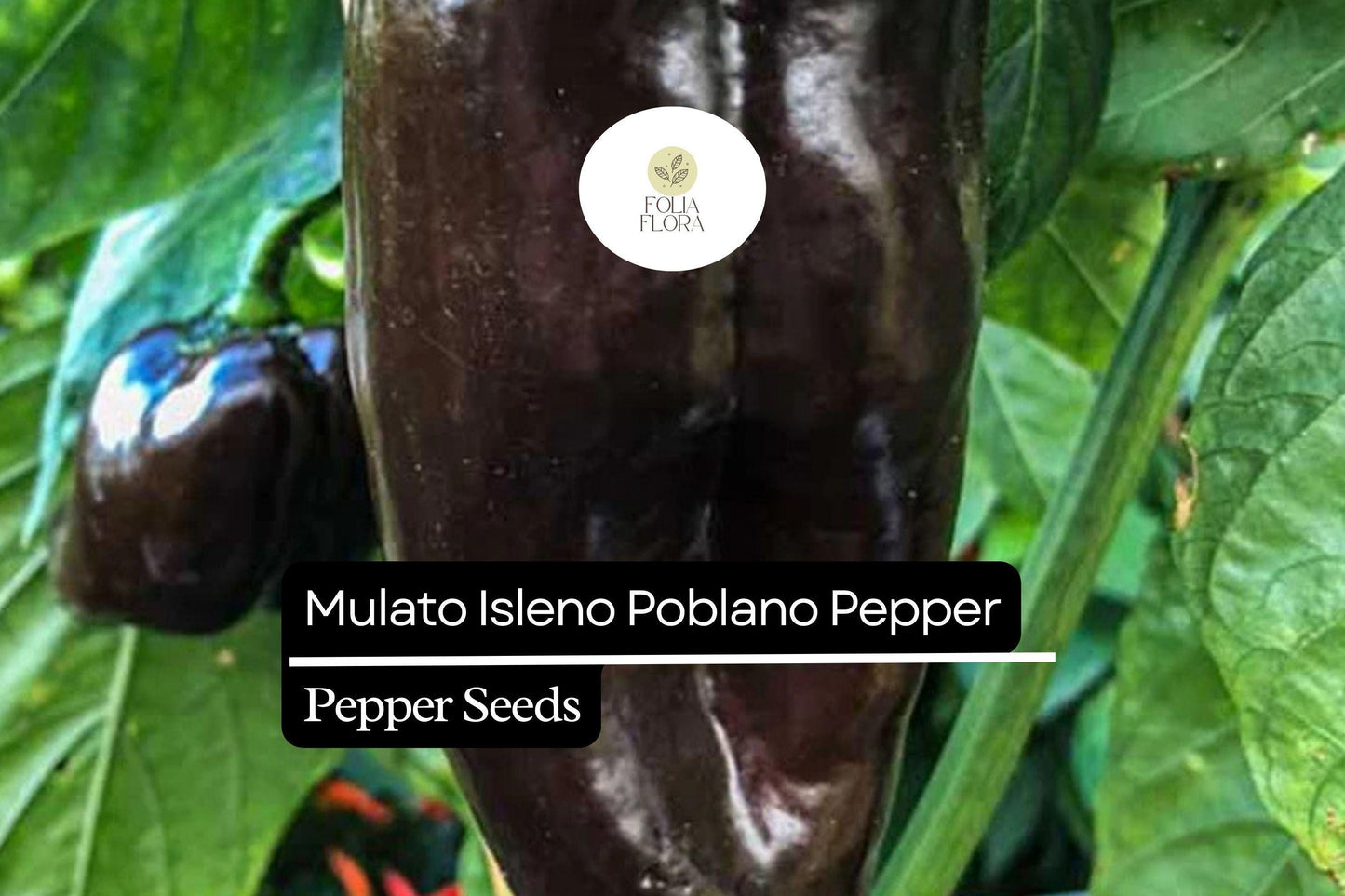 10 Seeds Mulato Isleno Poblano Pepper, Capsicum Annuum, Mild Chili Pepper Variety