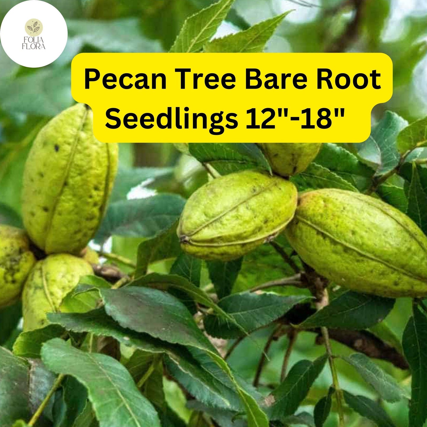 2 Live Bare-Root Seedlings Hardy Pecan Trees (Carya illinoinensis) 12"-18"