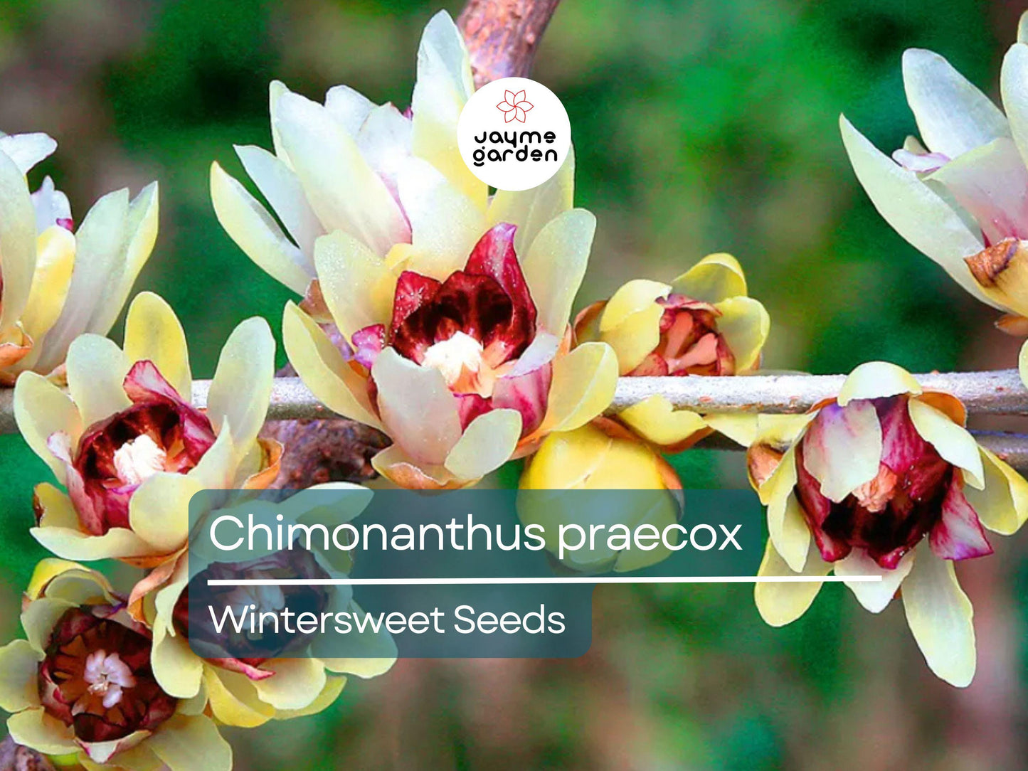 10 Seeds Chimonanthus Praecox | Wintersweet Japanese Allspice for Planting | Fragrant Winter Blooms | Ornamental Shrub | Hardy Perennial