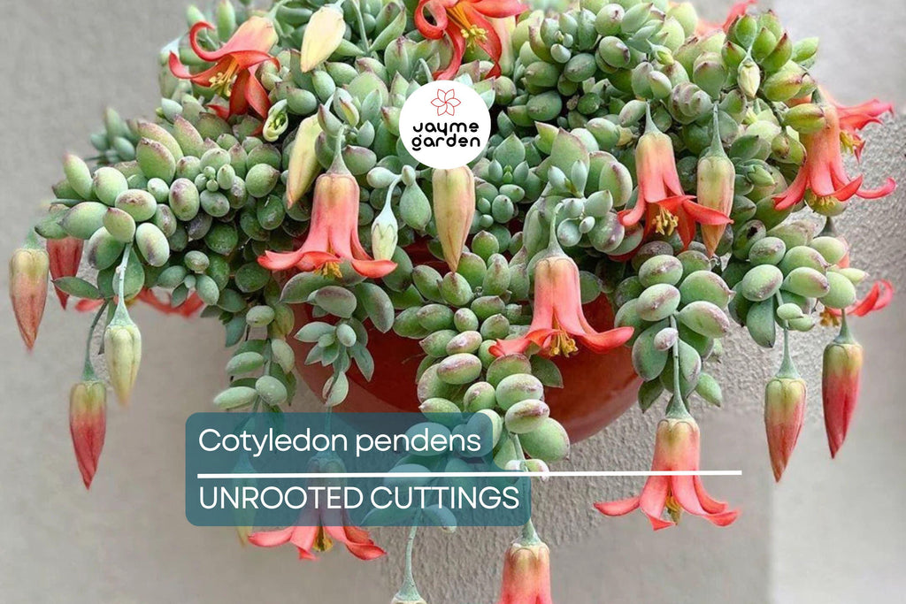 4 Unrooted Cotyledon Pendens Succulent Cuttings - 3-4" Long - Rare & Beautiful!