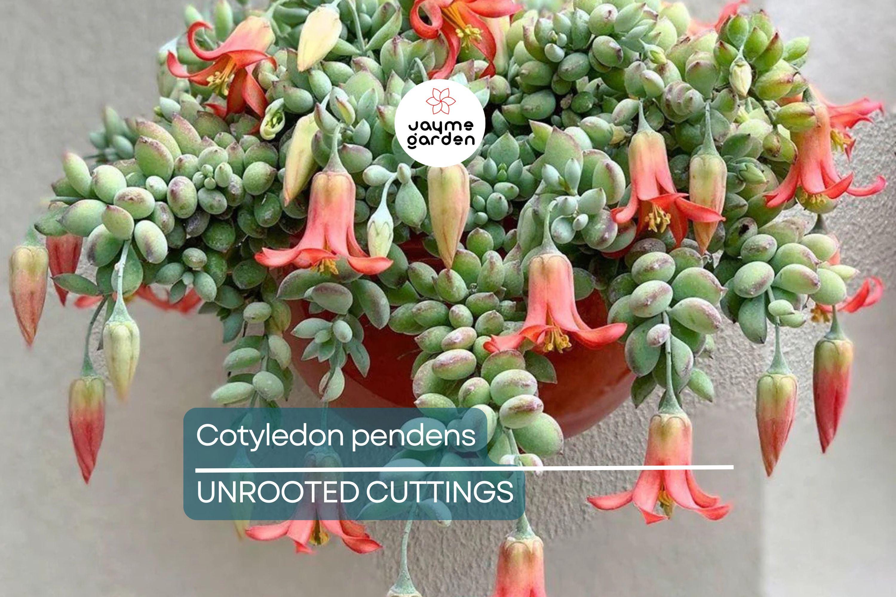 4 Unrooted Cotyledon Pendens Succulent Cuttings - 3-4" Long - Rare & Beautiful!