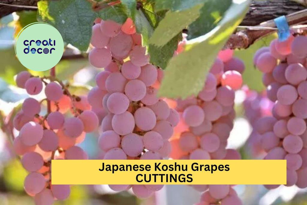 5 Organic Koshu Grape Cuttings – Super Rare Japanese Variety for Grafting or Rooting, Hardy White Wine Grape – USA