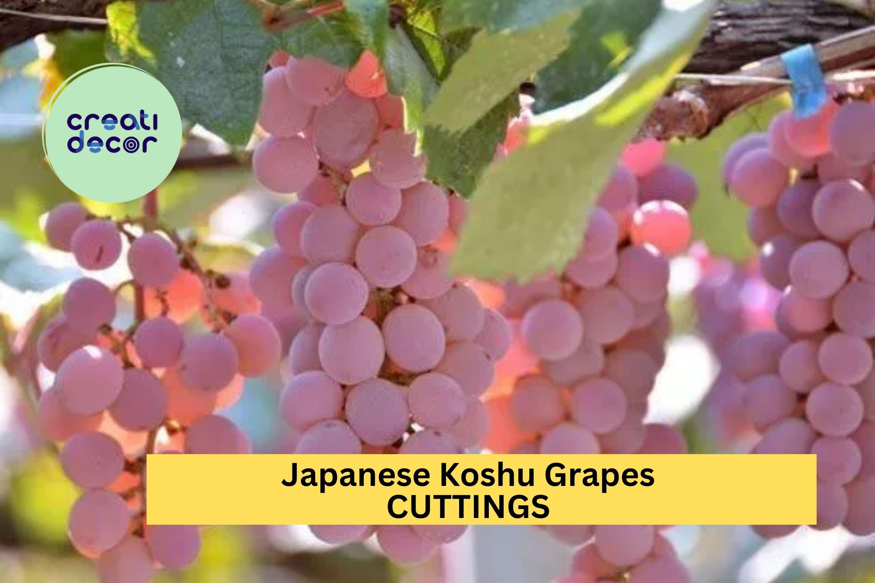 5 Organic Koshu Grape Cuttings – Super Rare Japanese Variety for Grafting or Rooting, Hardy White Wine Grape – USA