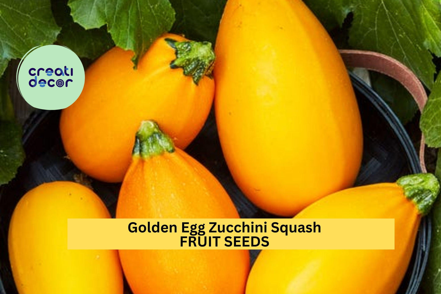 25+ Golden Egg Zucchini Seeds – Bright Yellow Egg-Shaped Summer Squash for Garden Planting, Compact High-Yield Variety – USA