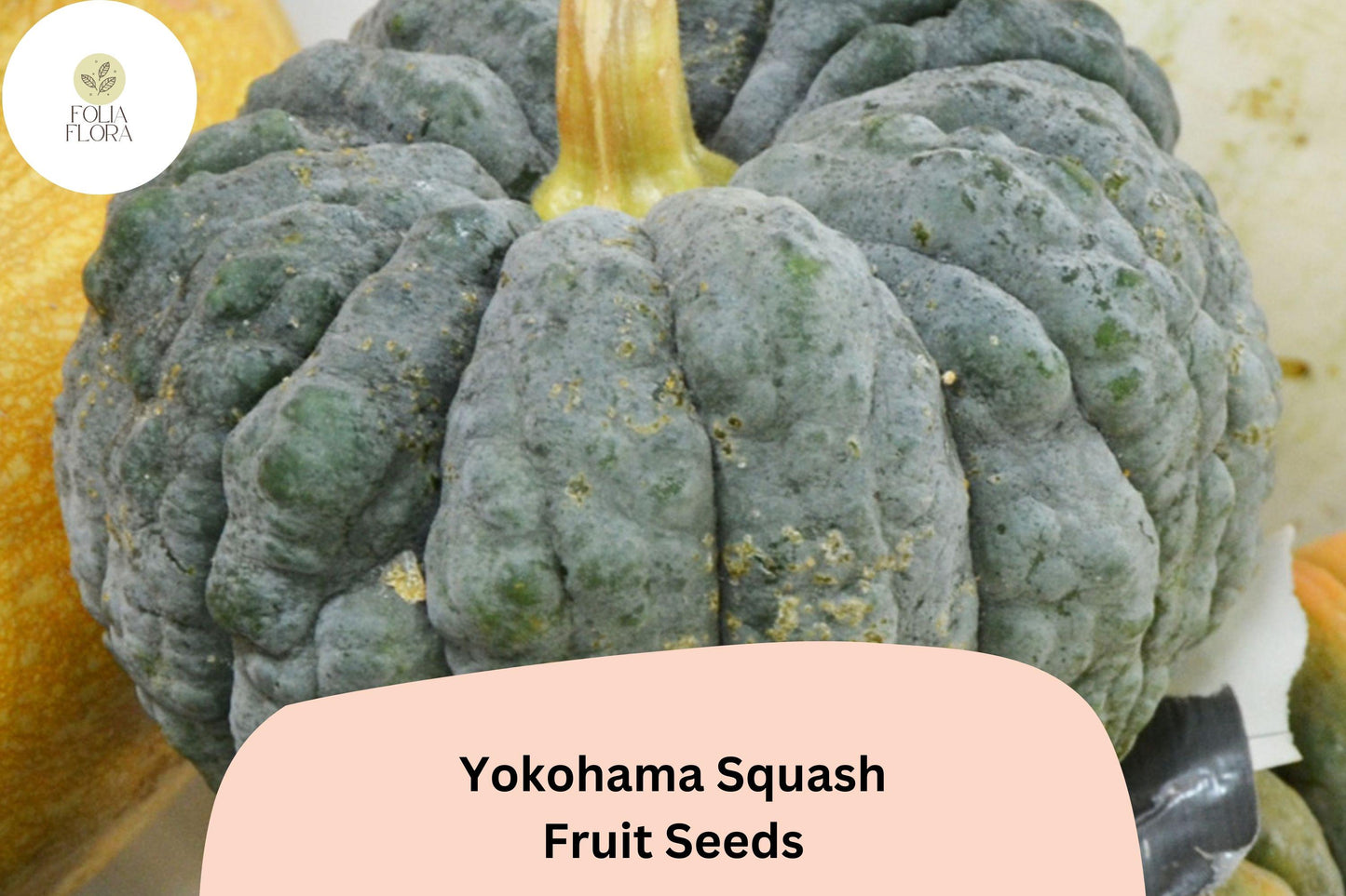 25+ Yokohama Squash Seeds | Rare Japanese Heirloom Winter Squash | Sweet, Rich Orange Flesh & Unique Ribbed Shape