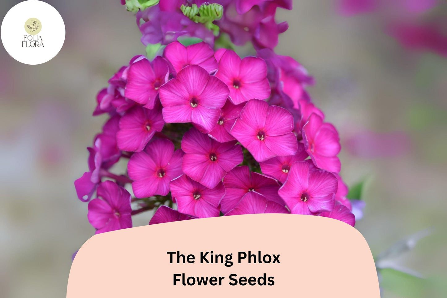 100+ The King Phlox Seeds – Annual Garden Flowers, Phlox drummondii