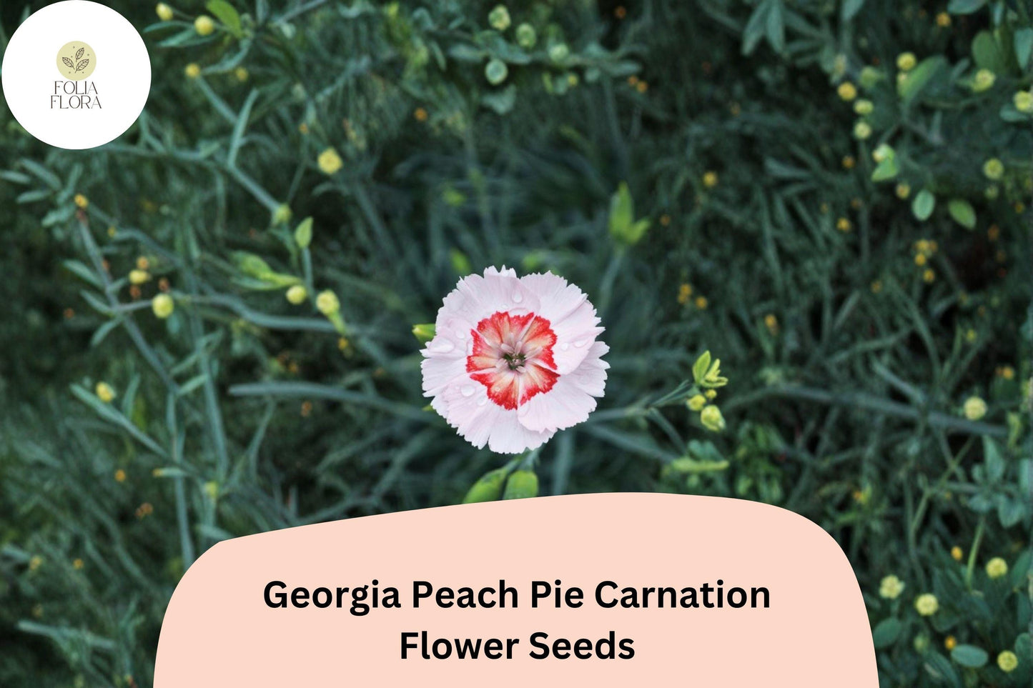 200+ Georgia Peach Pie Carnation Seeds: Peach-Pink Blooms, Fragrant Hardy Flowers