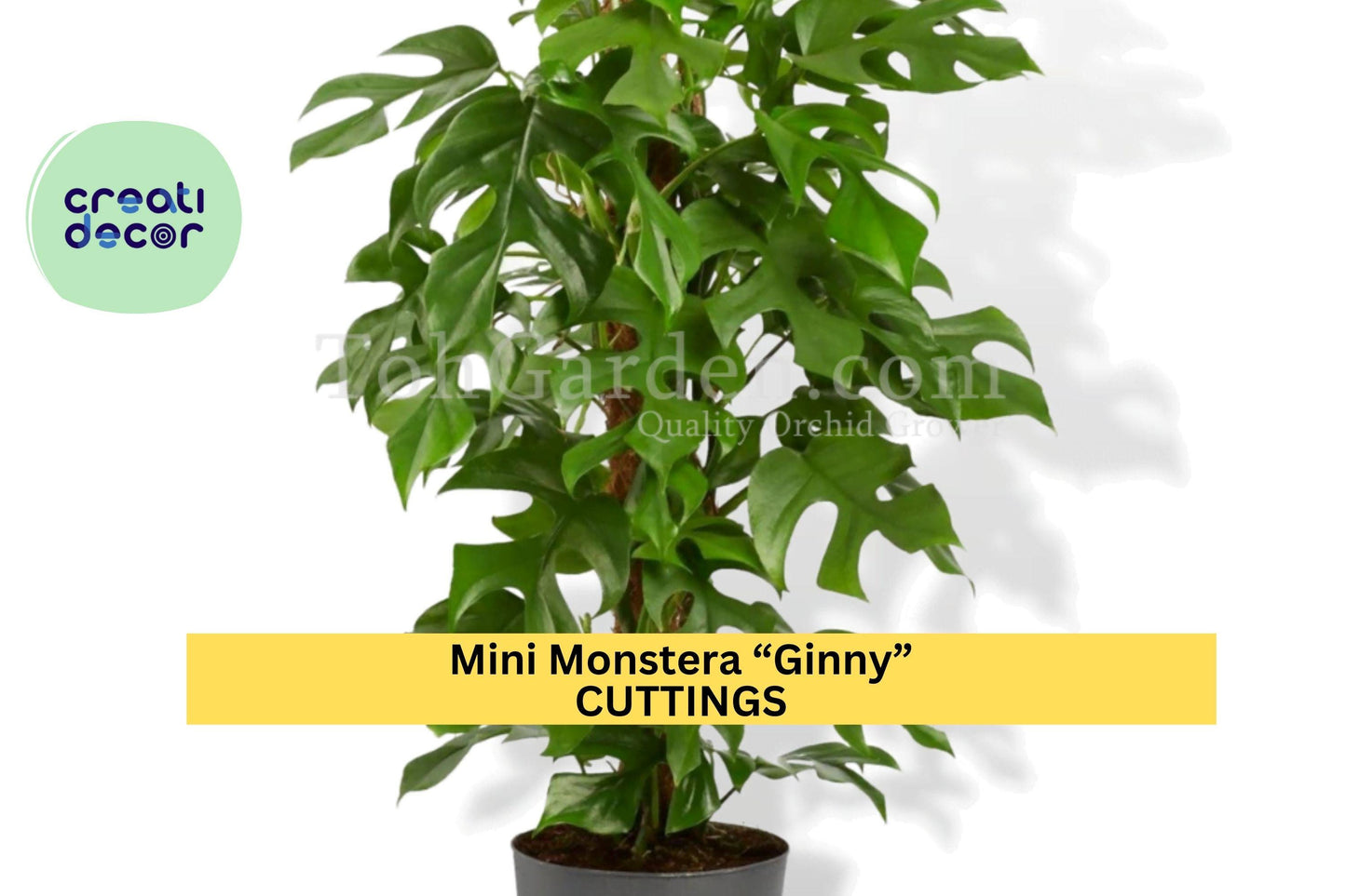 1 Mini Monstera “Ginny” Rooted Cutting – Rhaphidophora tetrasperma | Rare Tropical Houseplant for Pots, Vines, or Indoor Jungle Decor