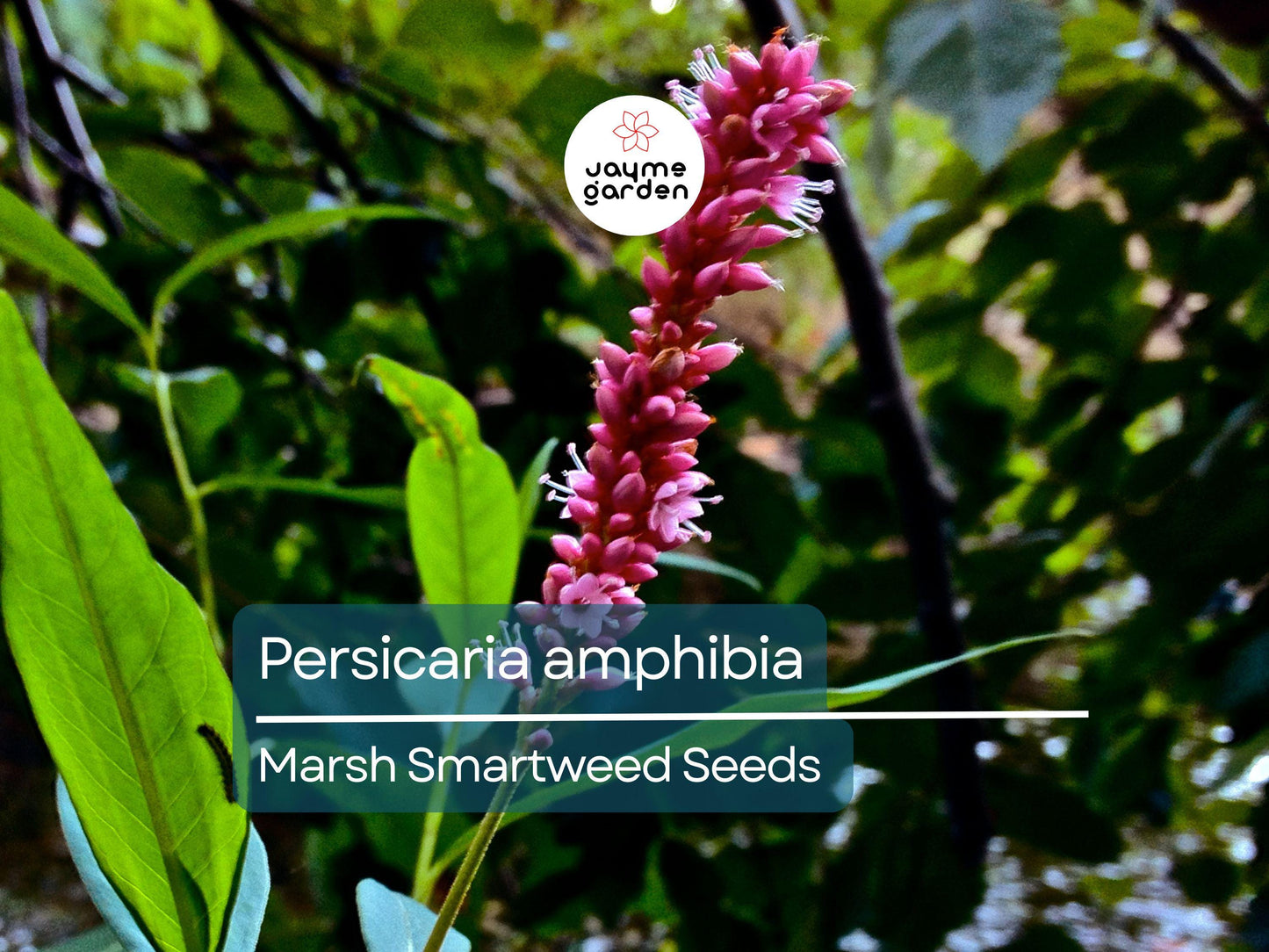 50 Seeds Persicaria Amphibia | Marsh Smartweed for Planting | Aquatic Perennial Water-Loving Plant | Wildlife Habitat & Pollinator-Friendly