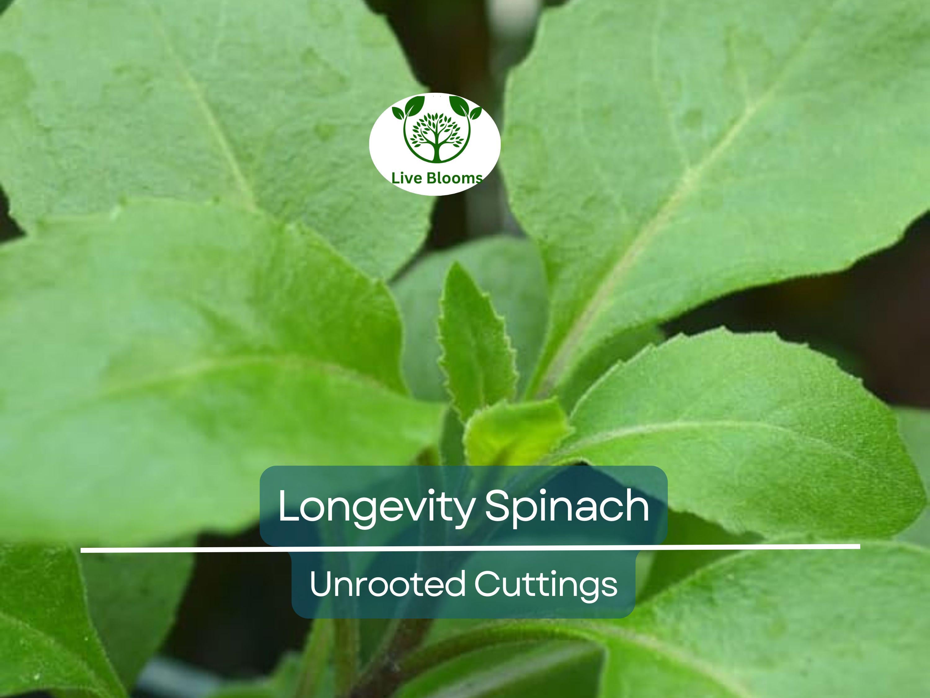 5 Longevity Spinach Gynura Procumbens Unrooted Cuttings 4" - Edible, Nutrient-Rich, Easy to Grow, Tropical Superfood, for Propagation