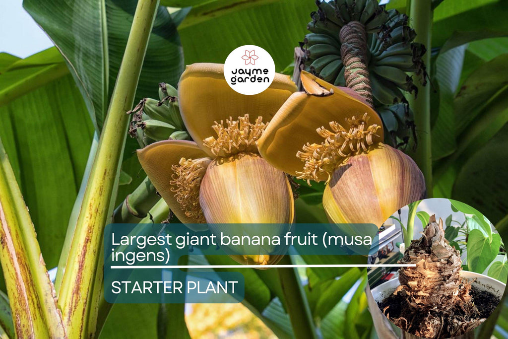 Largest Giant Banana Seedlings (Musa ingens) Live Fruit Starter Plant – Towering Tropical Wonder