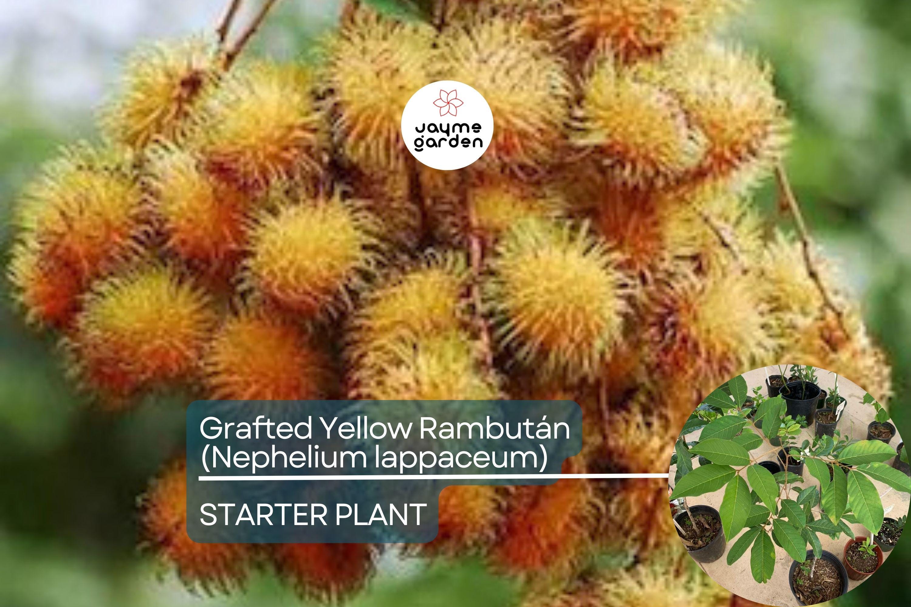 1 Grafted Yellow Rambutan (Nephelium lappaceum) Exotic Tropical Fruit Tree 24”-36” | Sweet Golden Rambutan Starter Plant