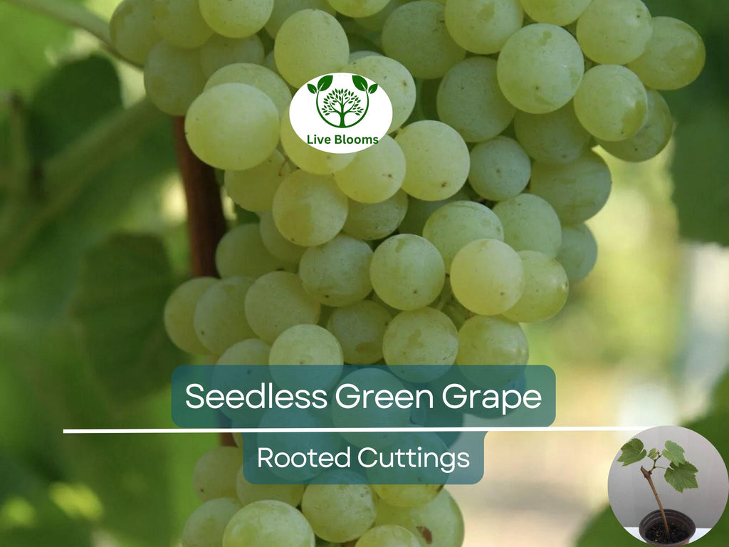 1 Green Rooted Grapes Cutting 8" Vine, Sweet Seedless Live Plant for Vineyard or Garden, Vitis vinifera, Fruit Propagation, Easy Growing