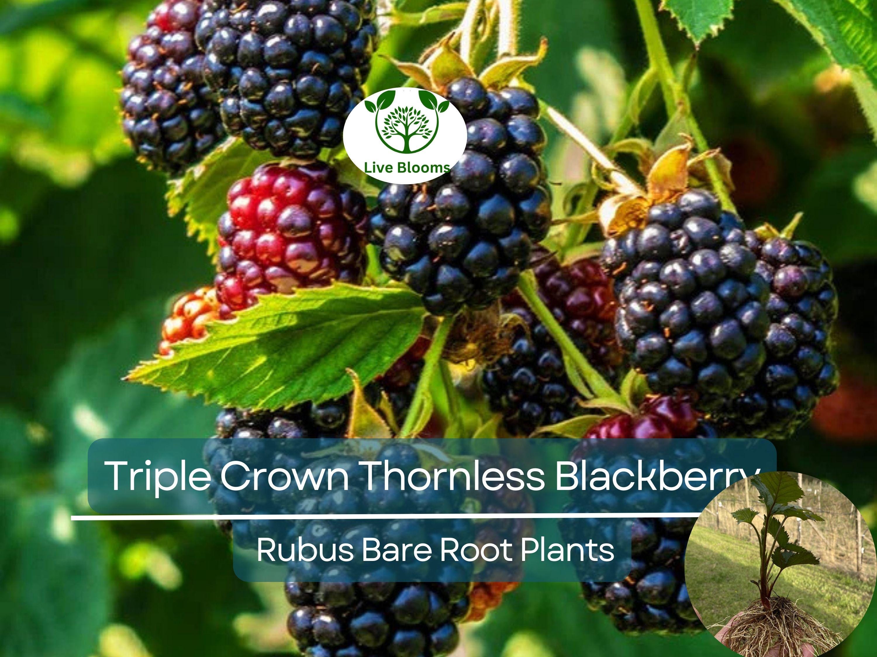 3 Bare Root Triple Crown Thornless Blackberry Plants - Rubus fruticosus, High Yield, Sweet Large Fruit, Non-GMO, Cold Hardy