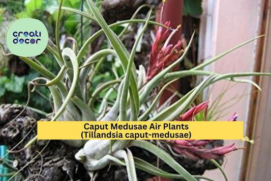 Caput Medusae Air Plants 5 Pack – Tillandsia caput-medusae – Easy Care Exotic Houseplants, Low Maintenance Indoor Decor