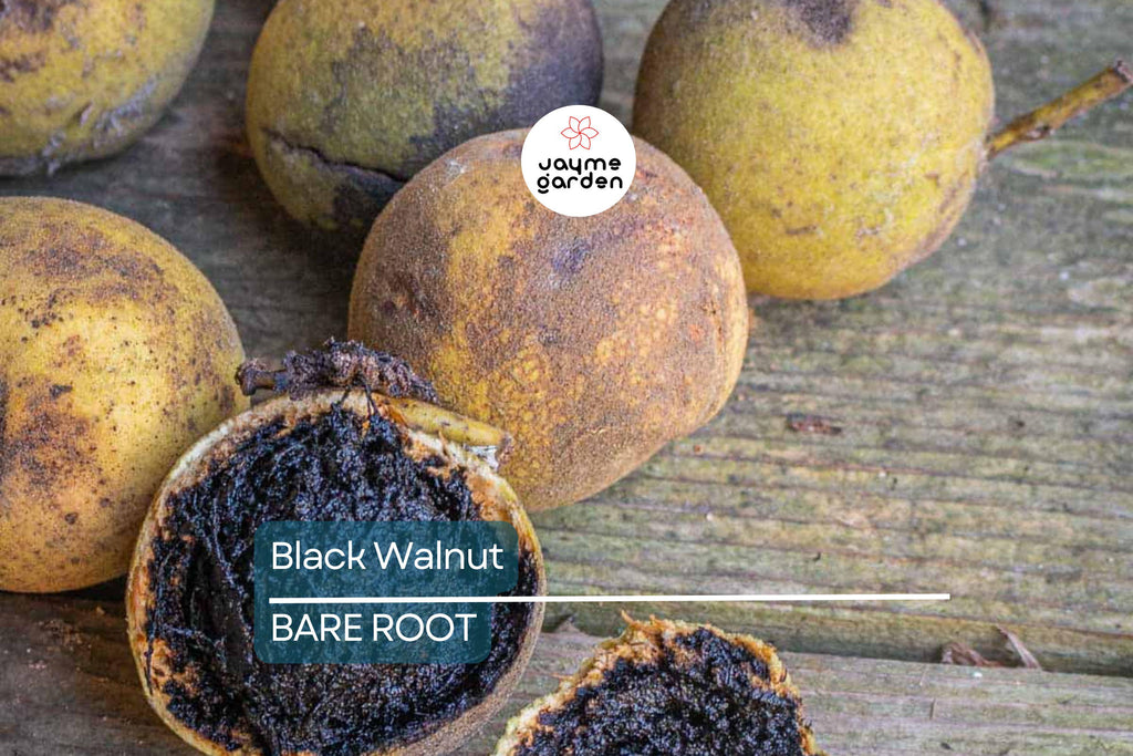 2 Black Walnut Trees 3-4' Tall | Bare Root Seedlings | Hardy Tree for USDA Zones 4-9