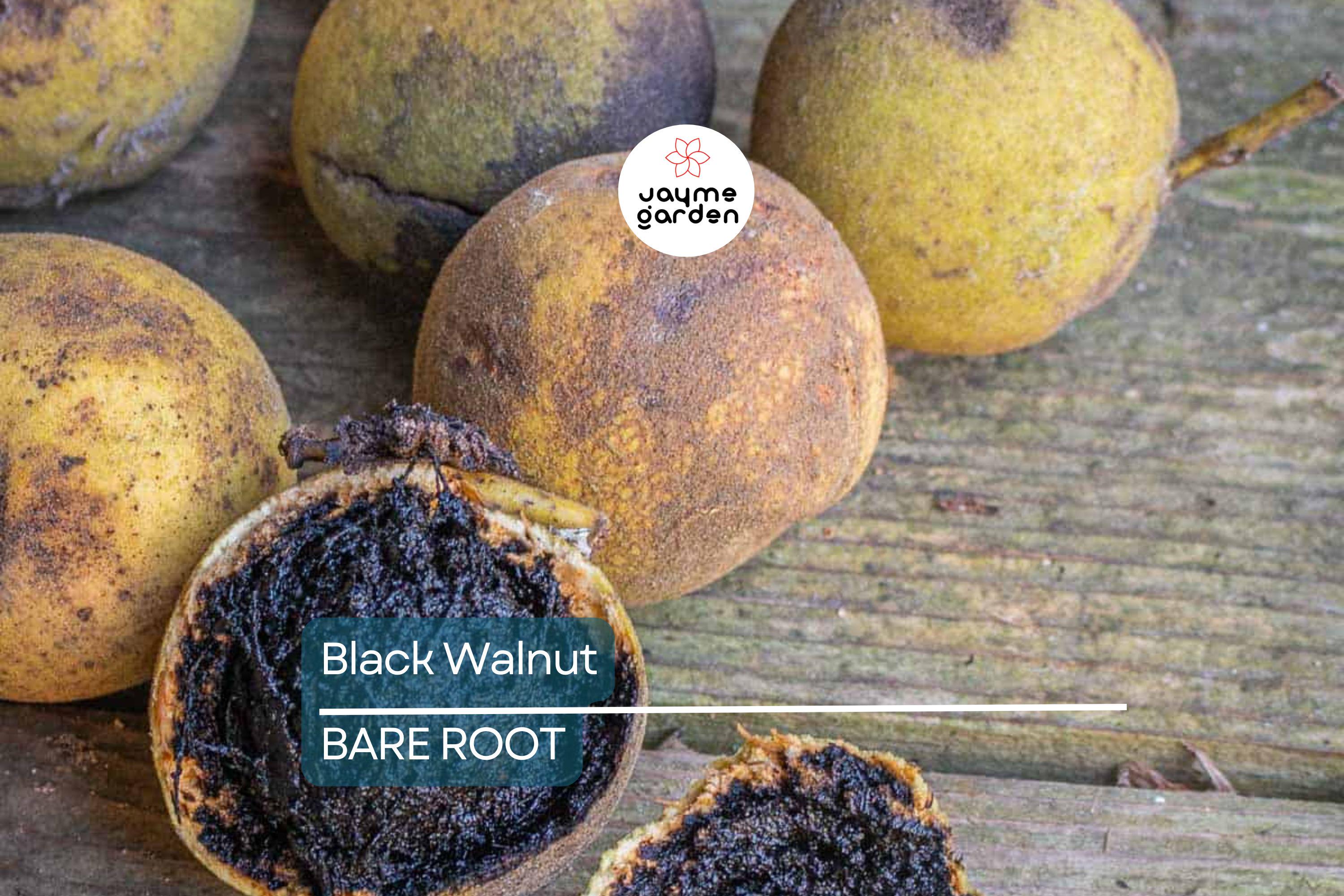 2 Black Walnut Trees 3-4' Tall | Bare Root Seedlings | Hardy Tree for USDA Zones 4-9