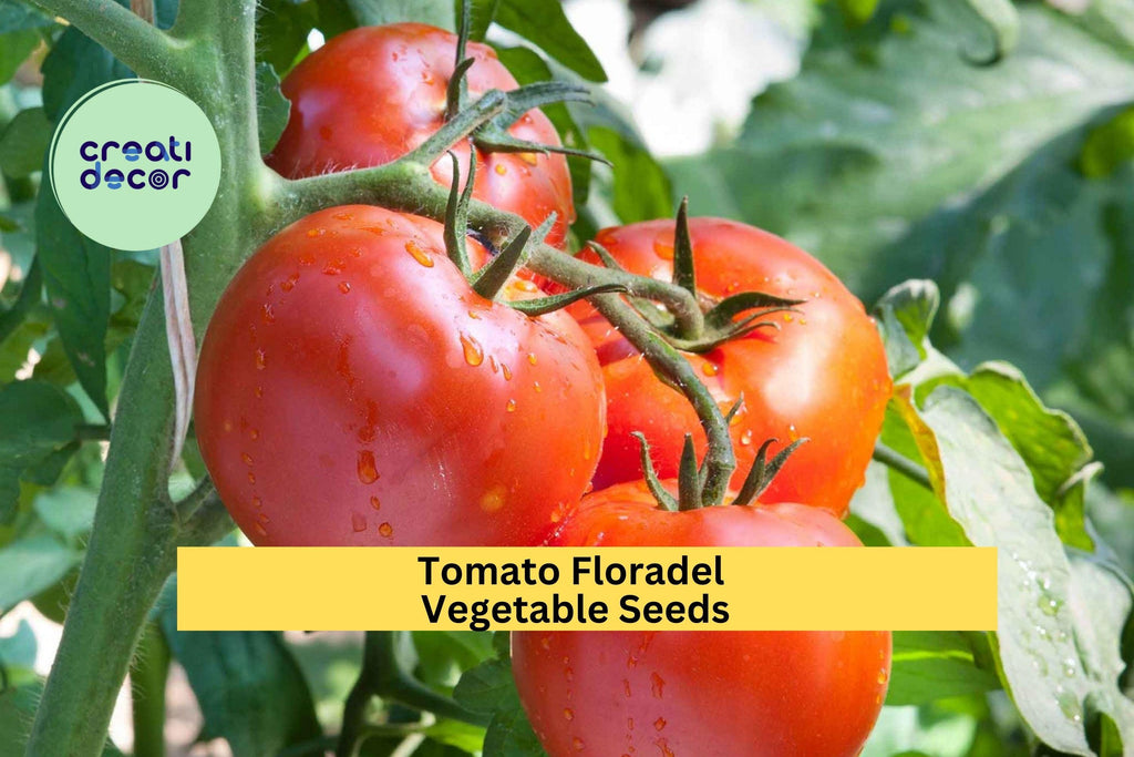 3pcs of 100mg Floradel Tomato Seeds – Large, Crack-Resistant Tomatoes for Juicy Slices, Salads & Home Gardening Seeds for Planting