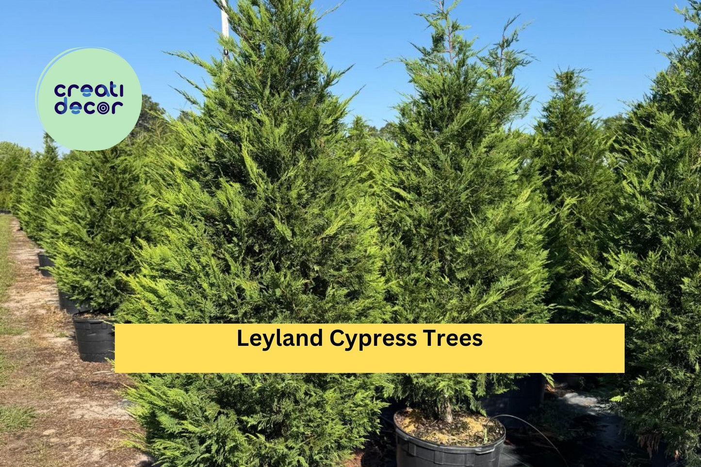 Leyland Cypress Trees | Set of 3 Live Bare Root Evergreen Starter Plants | Fast-Growing Privacy Hedge Trees