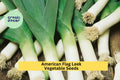 3pcs of 300mg American Flag Leek Seeds – Mild Onion Flavor for Soups, Salads, and Easy Home Garden Planting Seeds for Planting