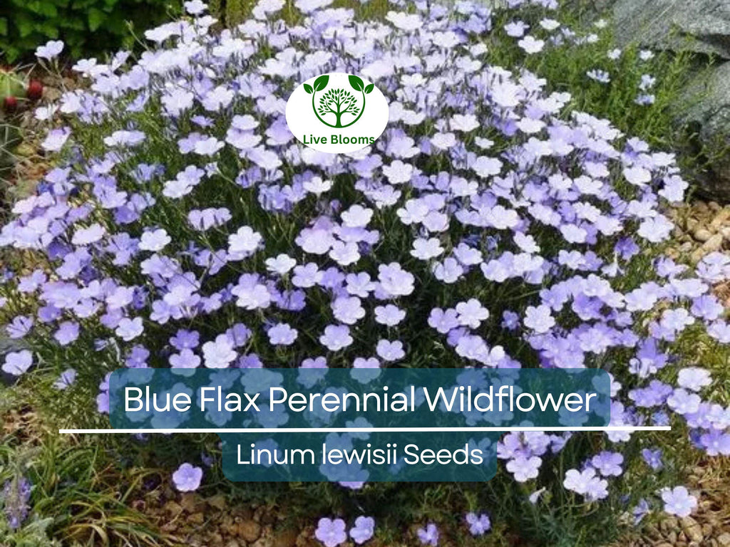 500 Seeds Blue Flax Perennial Wildflower Linum lewisii - Non-GMO American Native, Drought Tolerant, Beautiful Blooms, Pollinator Friendly